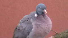 Kopia s2470002